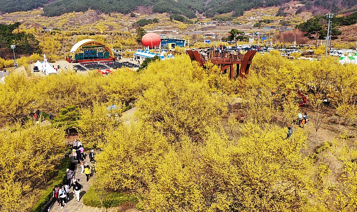 구례 산수유 꽃축제