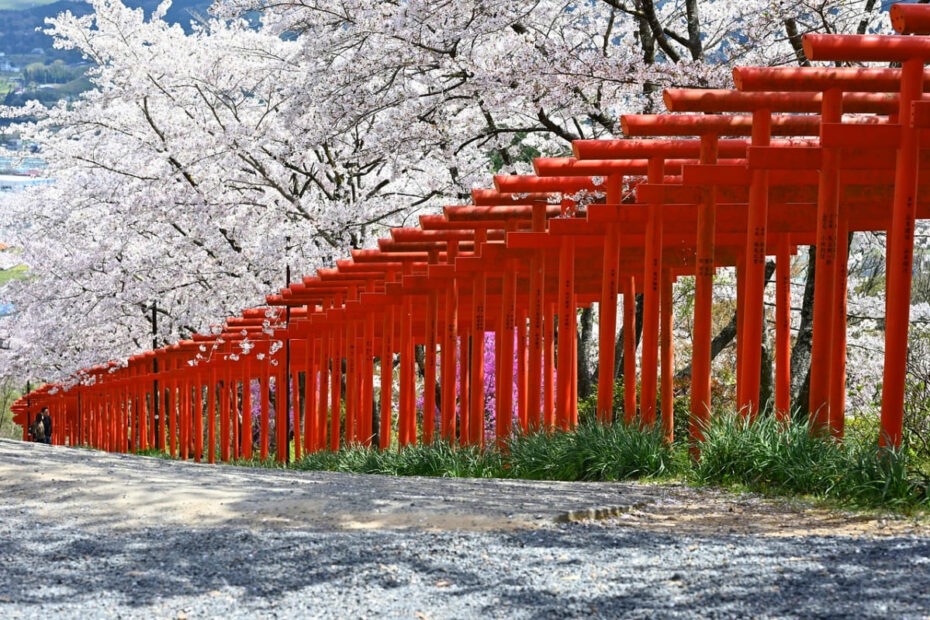 일본의 벚꽃과 신사(神社)