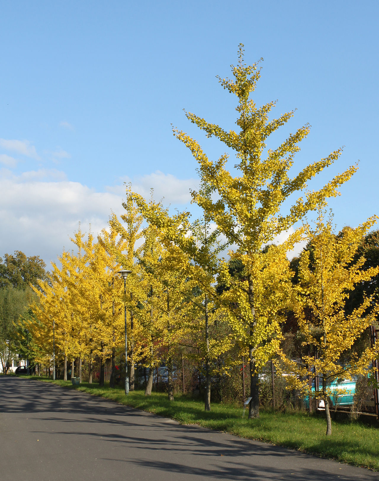 An avenue lined with ginkgo trees turned yellow