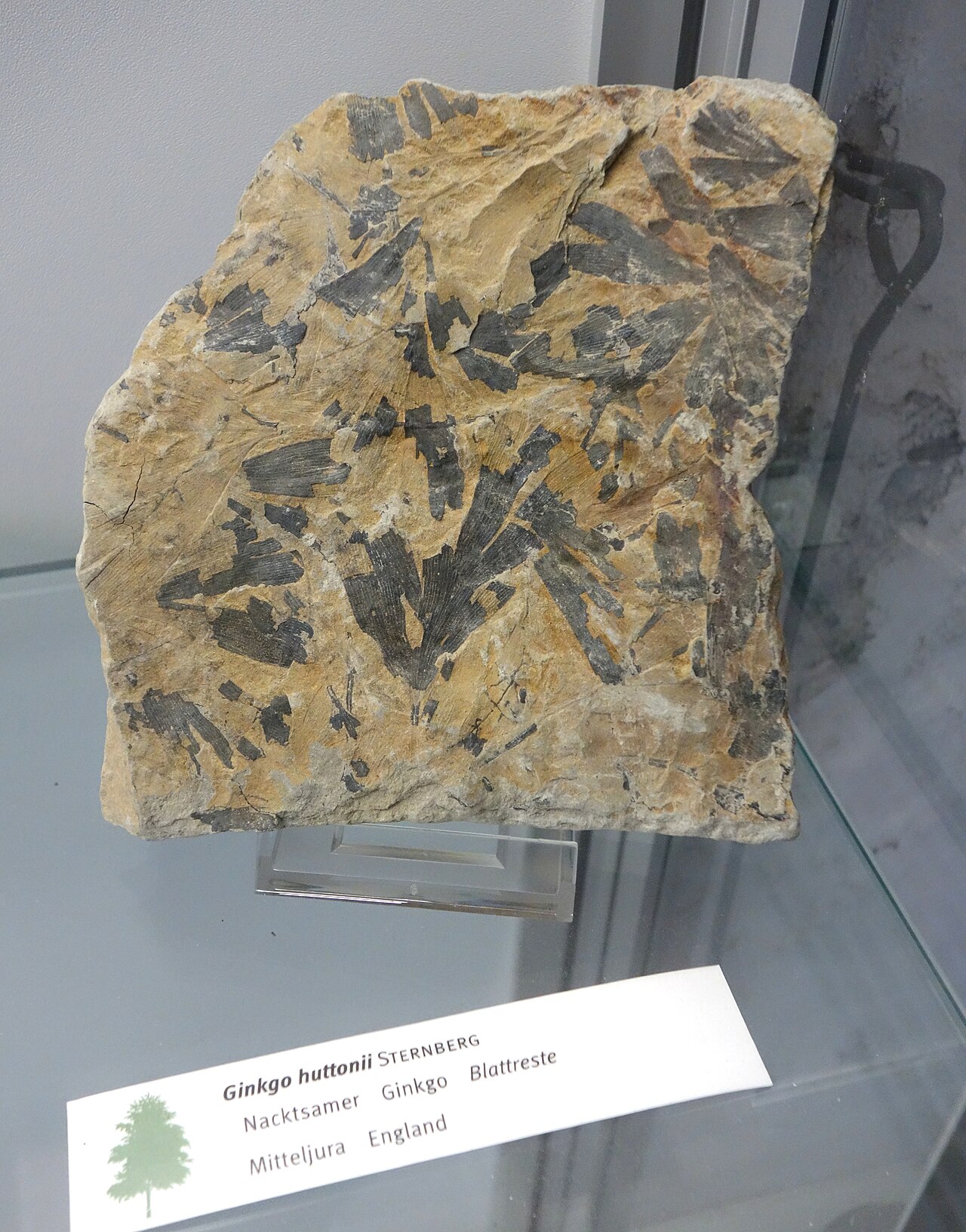 A Jurassic ginkgophyte leaf fossil embedded in rock, displayed in a museum