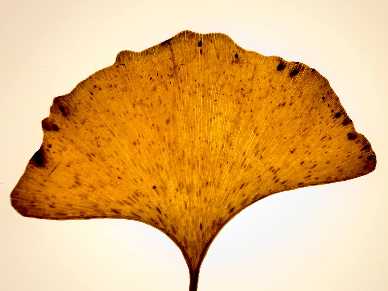 A backlit fan-shaped ginkgo leaf glowing golden