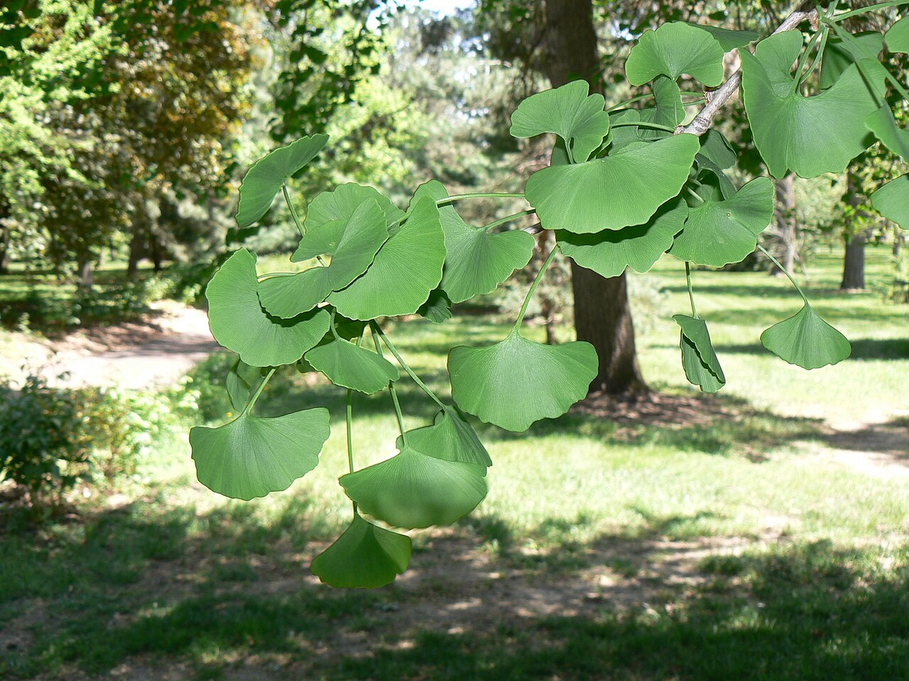 Green fan-shaped ginkgo leaves on a summer branch
