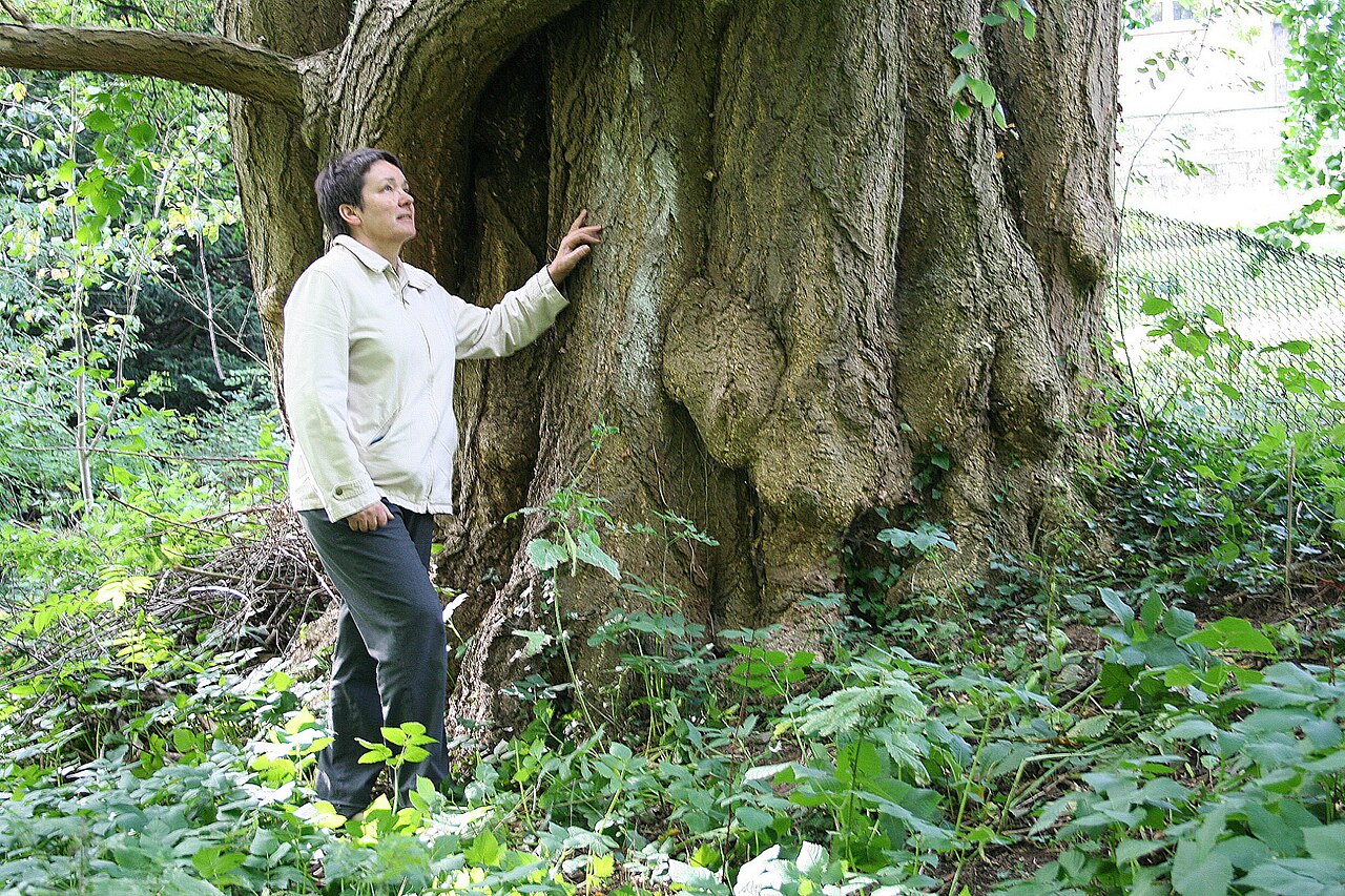 A person standing beside the massive trunk of an old ginkgo tree