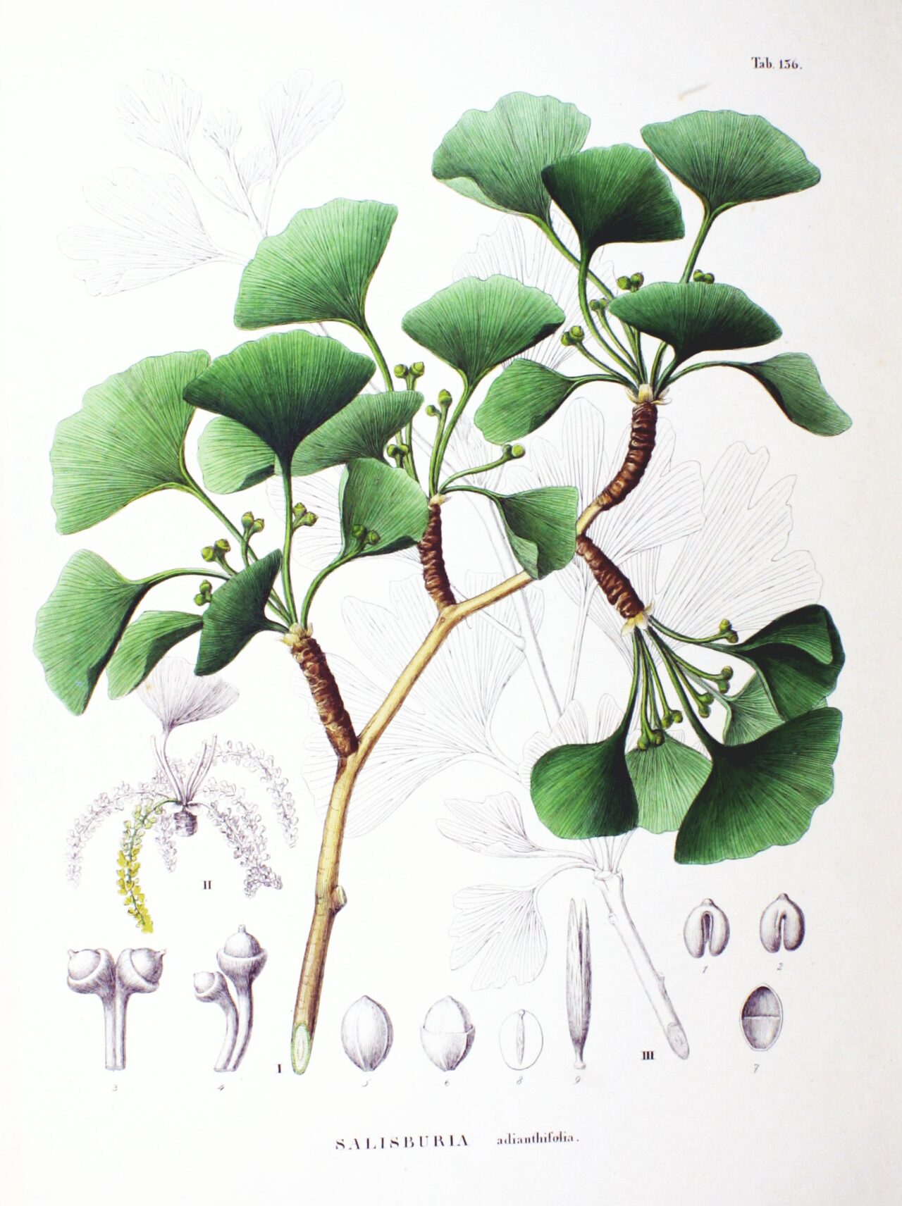 A 19th-century Flora Japonica plate of ginkgo leaves and reproductive organs