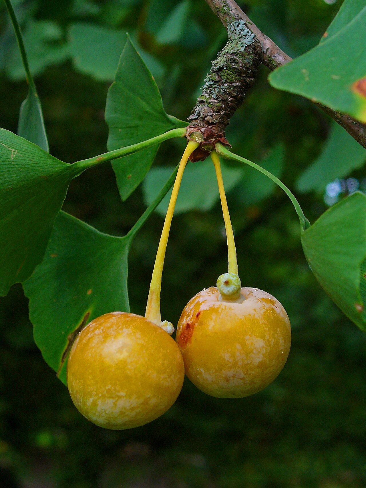 Two yellow ginkgo seeds on a branch among fan-shaped leaves