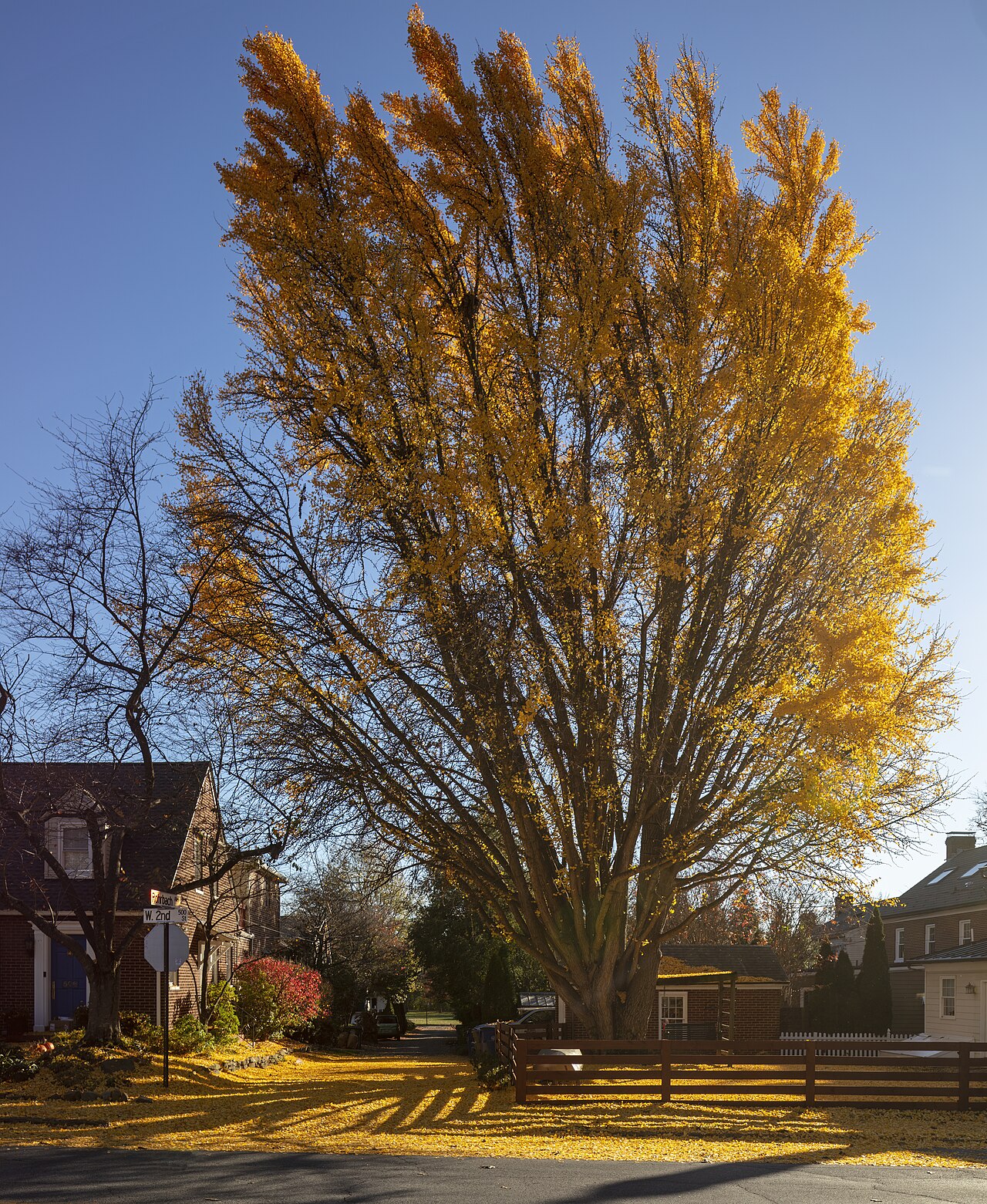 A whole ginkgo tree turned golden in autumn