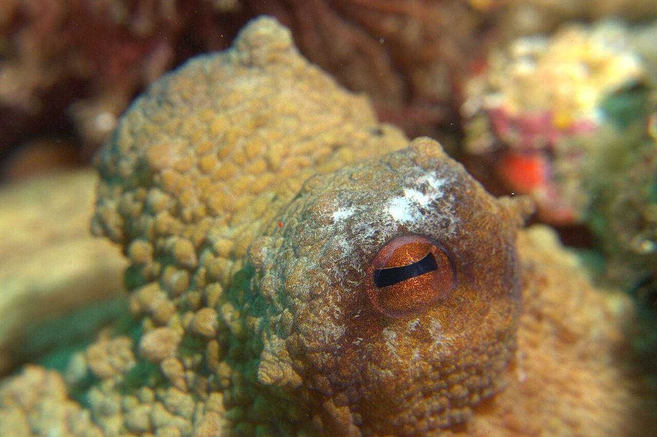 common octopus Octopus vulgaris camouflage on reef (hero)