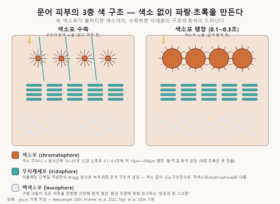 octopus skin three-layer color structure cross-section