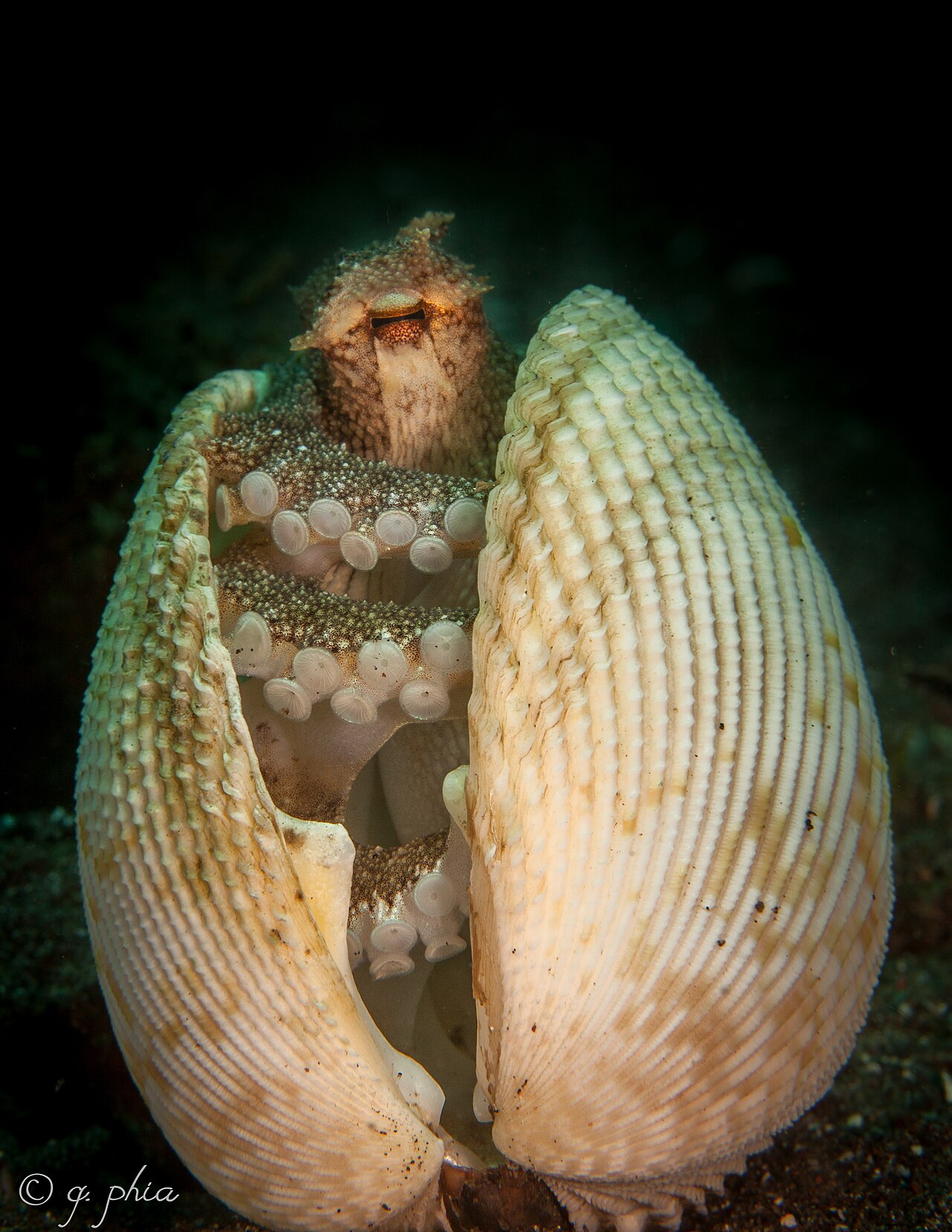 veined octopus Amphioctopus marginatus sheltering between shells