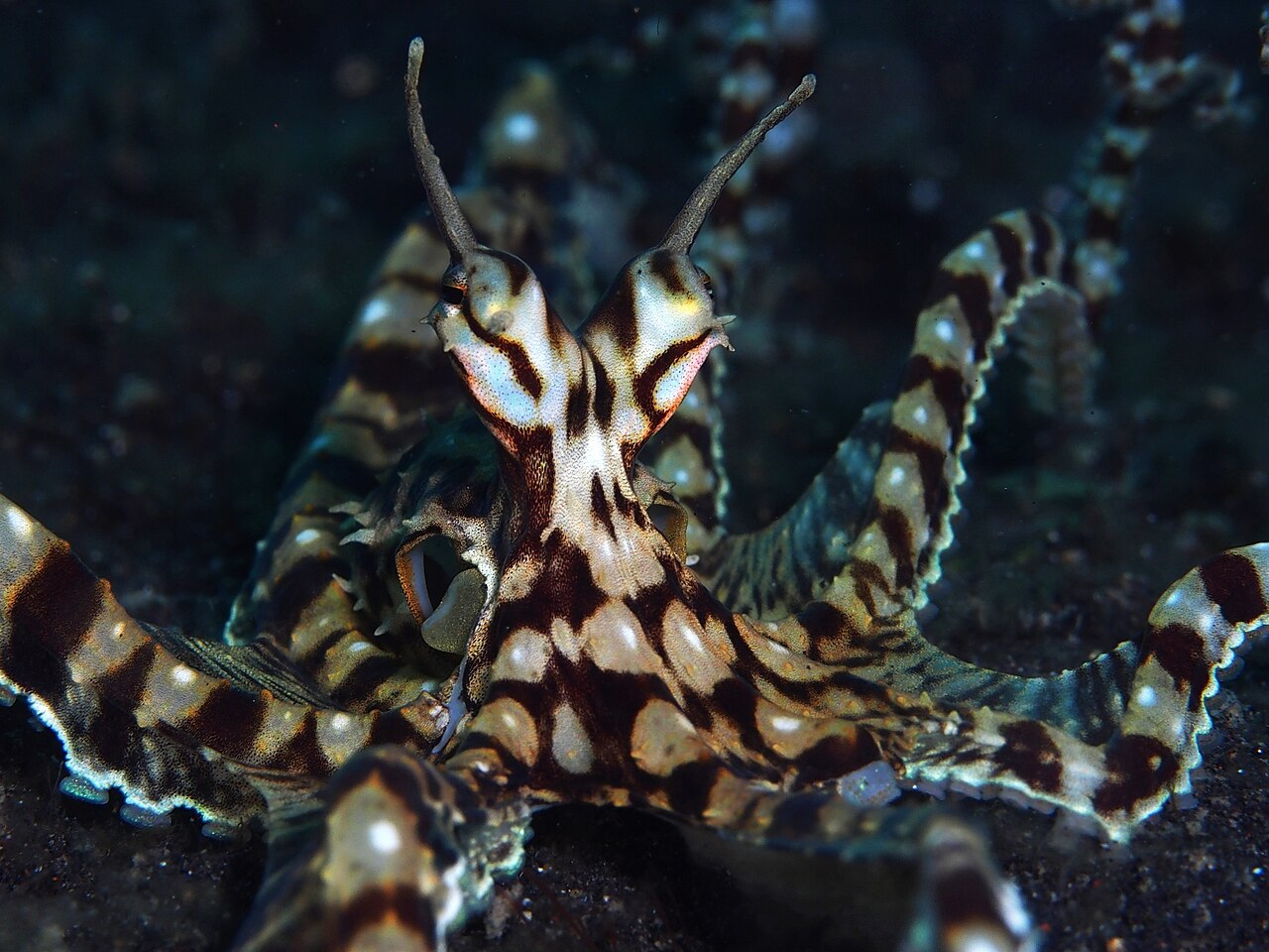 mimic octopus Thaumoctopus mimicus on sand