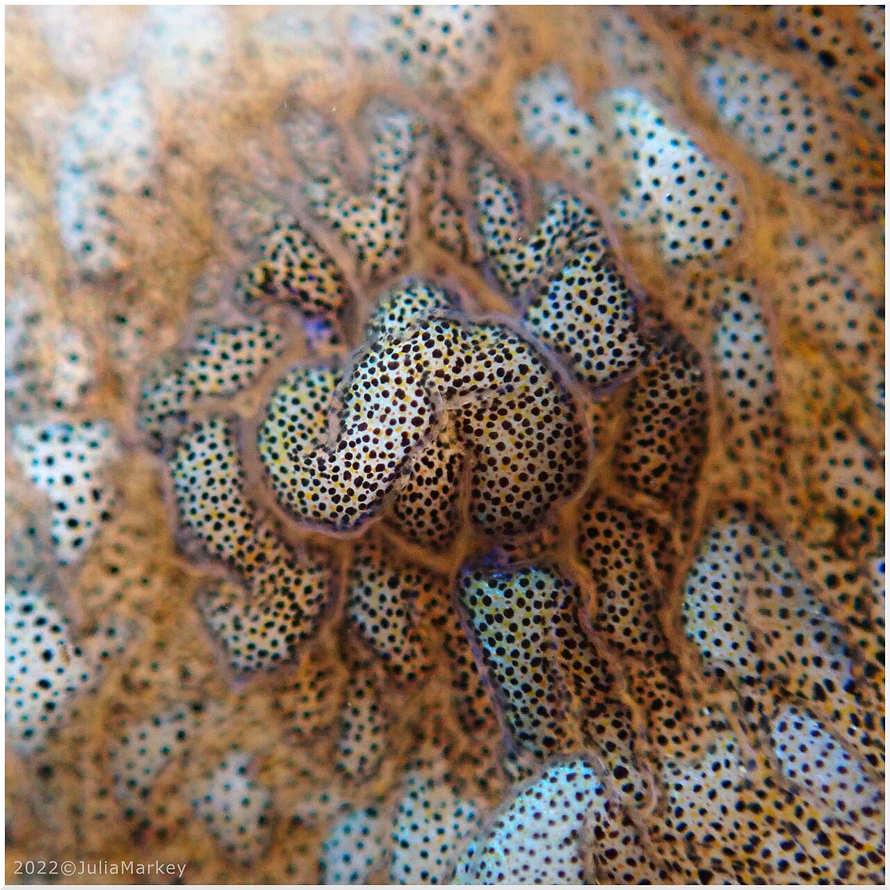 Octopus bimaculoides chromatophores expanded microscope