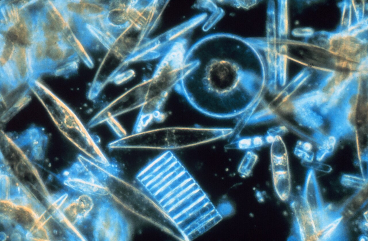 현미경으로 본 규조(diatom)들. 이런 미세 조류의 실리카 껍질이 화석으로 쌓여 보델레의 규조토를 이뤘다.