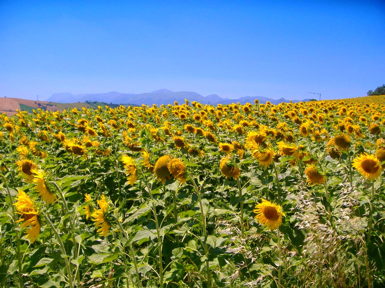 A sunflower field in Italy. In summer, countless heads lift toward the same direction at once.