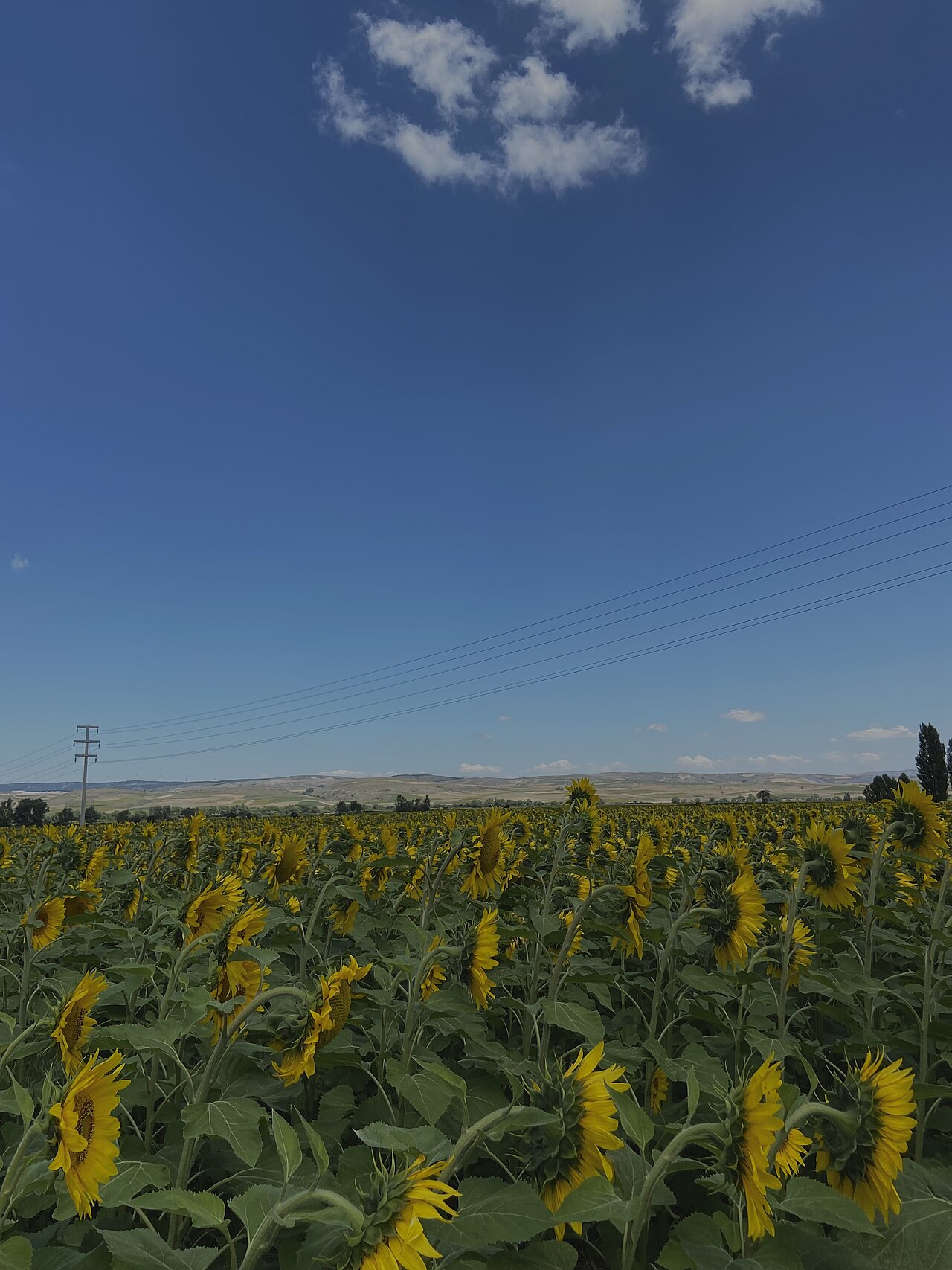 A field of sunflowers all turned the same way. Why mature sunflowers all face one direction is where this story begins.
