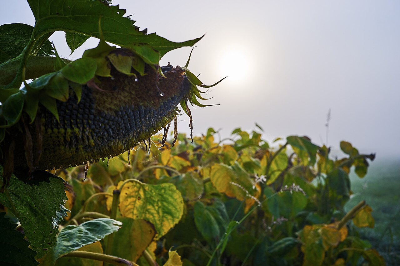 A mature sunflower, its head bowed, faces the misty morning sun. Once fully grown, a sunflower stops tracking and stays fixed facing east.