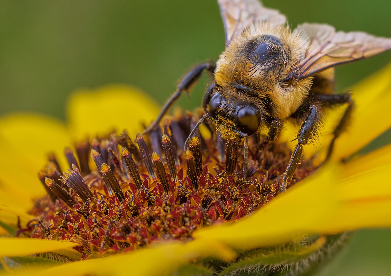 A bumblebee dusted with pollen on a sunflower head. East-facing heads warm up faster in the morning and drew about five times as many pollinating insects.
