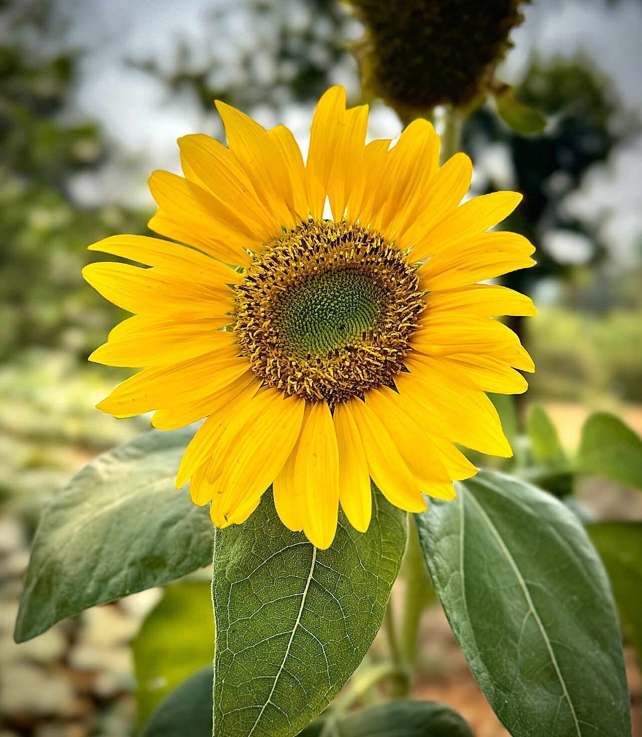 A sunflower head seen head-on. What looks like a single bloom is in fact a capitulum of hundreds to thousands of tiny florets.