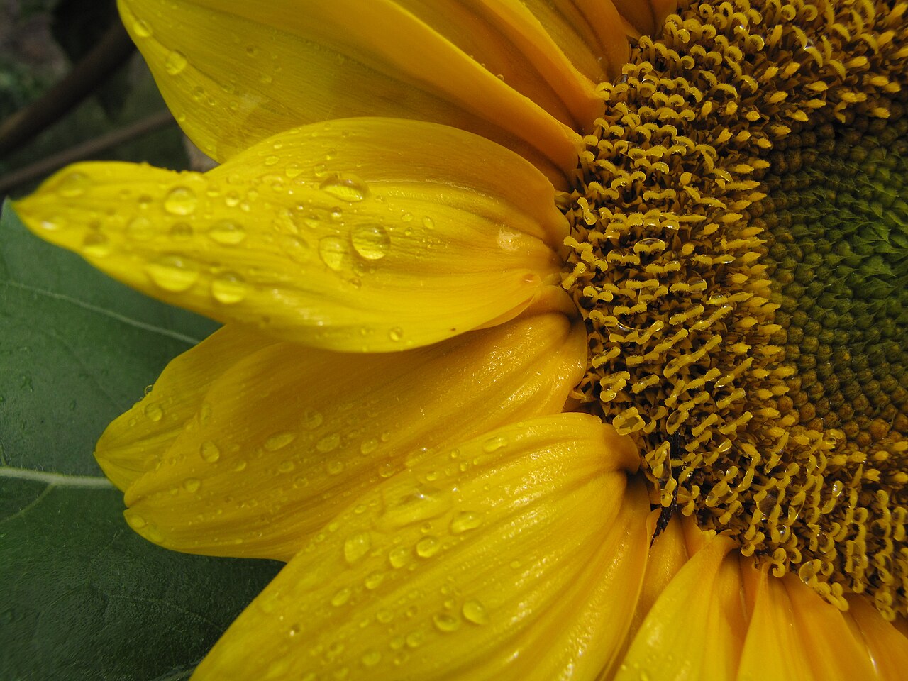The showy outer ray florets and the densely packed inner disk florets. Each disk floret matures into a sunflower seed.