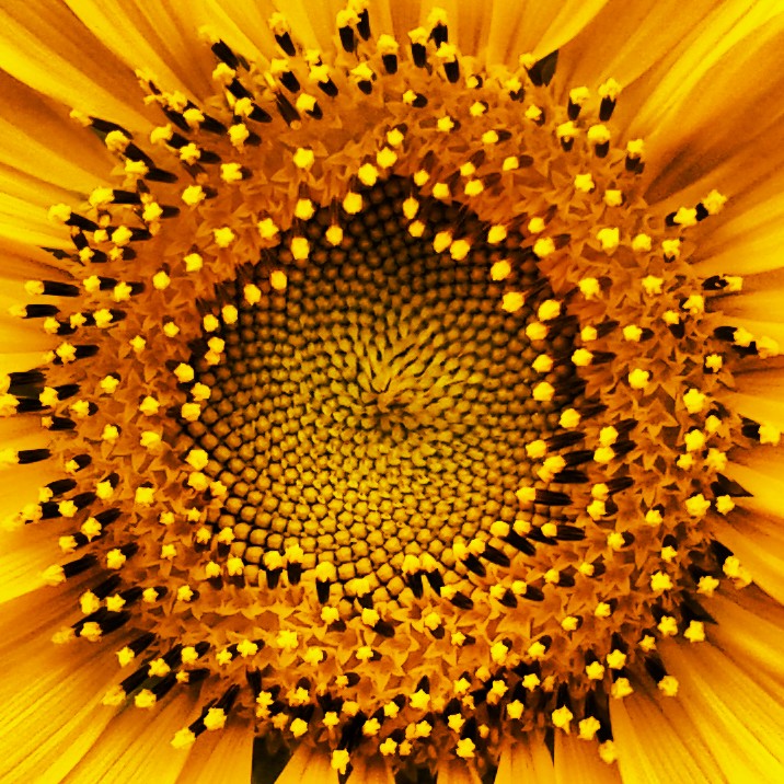 The interlocking clockwise and counterclockwise spirals formed by the disk florets and seeds. The counts of the two spiral families are usually consecutive Fibonacci numbers.