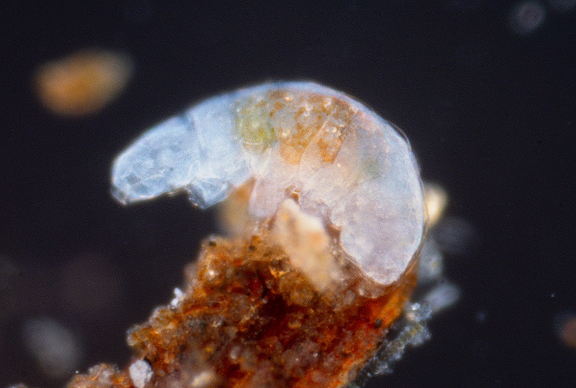 A tardigrade of the family Macrobiotidae, magnified about 20× by focus-stacked macro photography. Its body is nearly transparent, so the inside shows through.