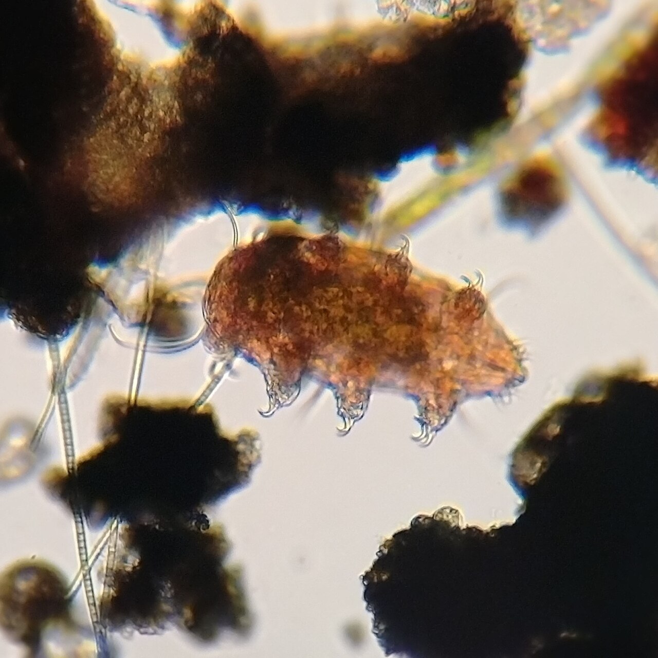 A tardigrade (Echiniscus testudo) and surrounding organic debris seen under a transmitted-light microscope. The curved claws at the leg tips and the dorsal bristles are clear. Echiniscus belongs to the Heterotardigrada, a group that lives mainly on moss and lichen.