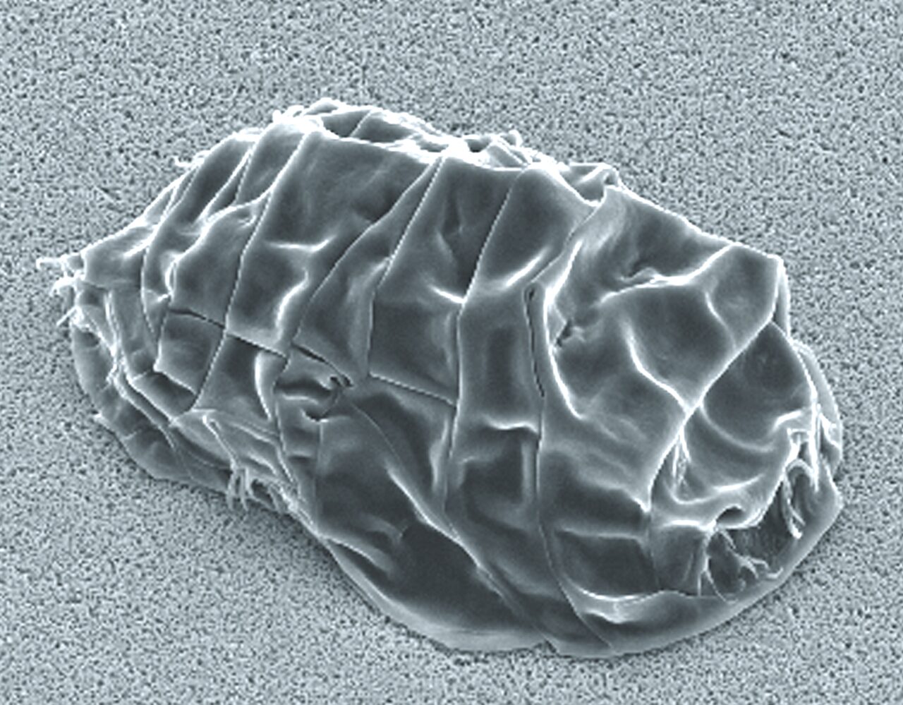 As drying proceeds, a tardigrade tucks away its legs and contracts into a barrel-shaped “tun.” The tun state of Milnesium tardigradum photographed with a scanning electron microscope (SEM).