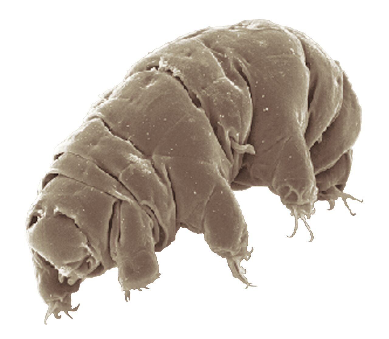 The active state of Milnesium tardigradum photographed with a scanning electron microscope (SEM) and lightly artificially coloured. This carnivorous species even preys on other tardigrades, and an active tardigrade can itself become prey to such predators.