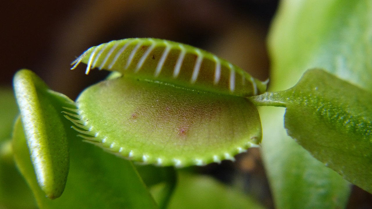 A trap snapped shut after being triggered. The spikes along both margins interlock like clasped fingers to form a cage. Touch the trigger hairs twice in a short span, and the trap shuts like this in about a tenth of a second.