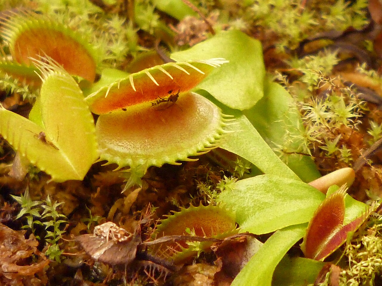 A trap with a reddened interior. The inner face of the lobes turns red with anthocyanin pigment, and this color, together with the scent from the marginal nectar glands, is thought to play a part in luring insects.