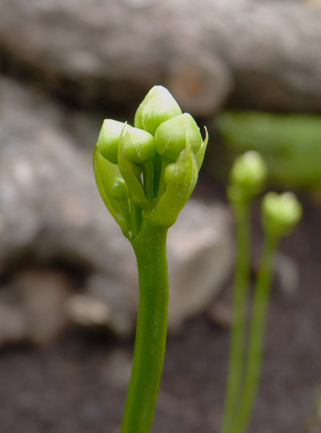 Flower buds atop a long stalk (a specimen on display at the Brno Botanical Garden, Czechia). The Venus flytrap's flowers bloom well above the traps — interpreted as an arrangement to avoid catching the very insects that carry its pollen.