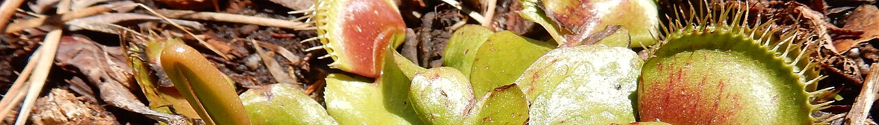 Venus flytraps growing in a coastal wetland in North Carolina, USA. In all the world the Venus flytrap grows native only in the narrow pine-savanna wetlands of the Carolinas.