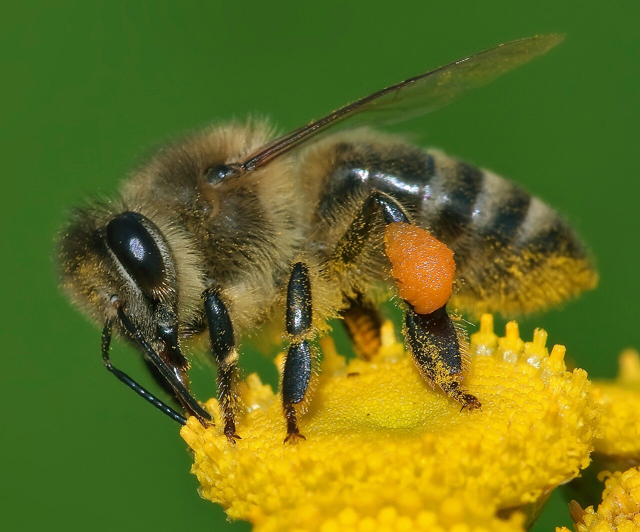 A worker honey bee gathering pollen on a flower (an orange pollen load is visible on her hind leg). This one bee will return to the hive and tell her nestmates the distance and direction to the food through her dance.