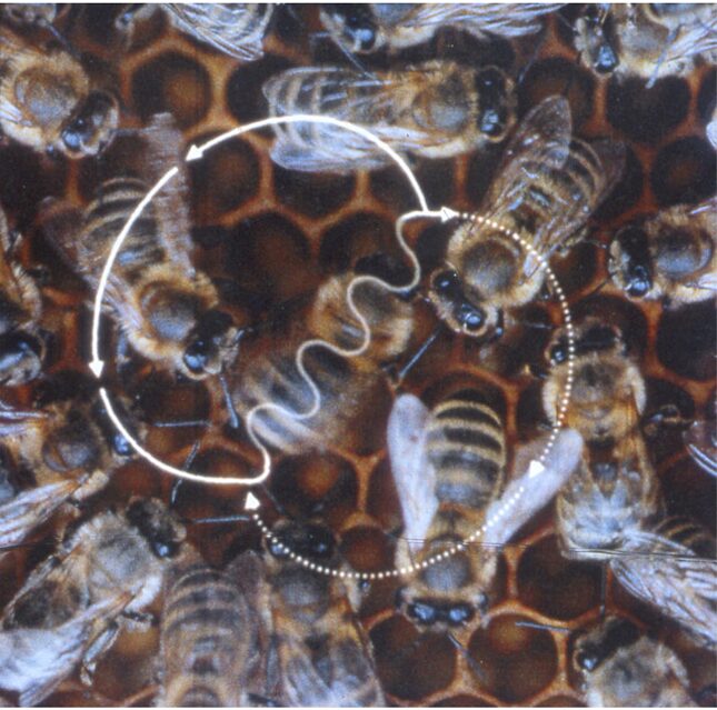 A worker performing the waggle dance on the vertical comb. The white lines mark the figure-eight path traced together by the central waggle run and the return runs that loop alternately left and right.