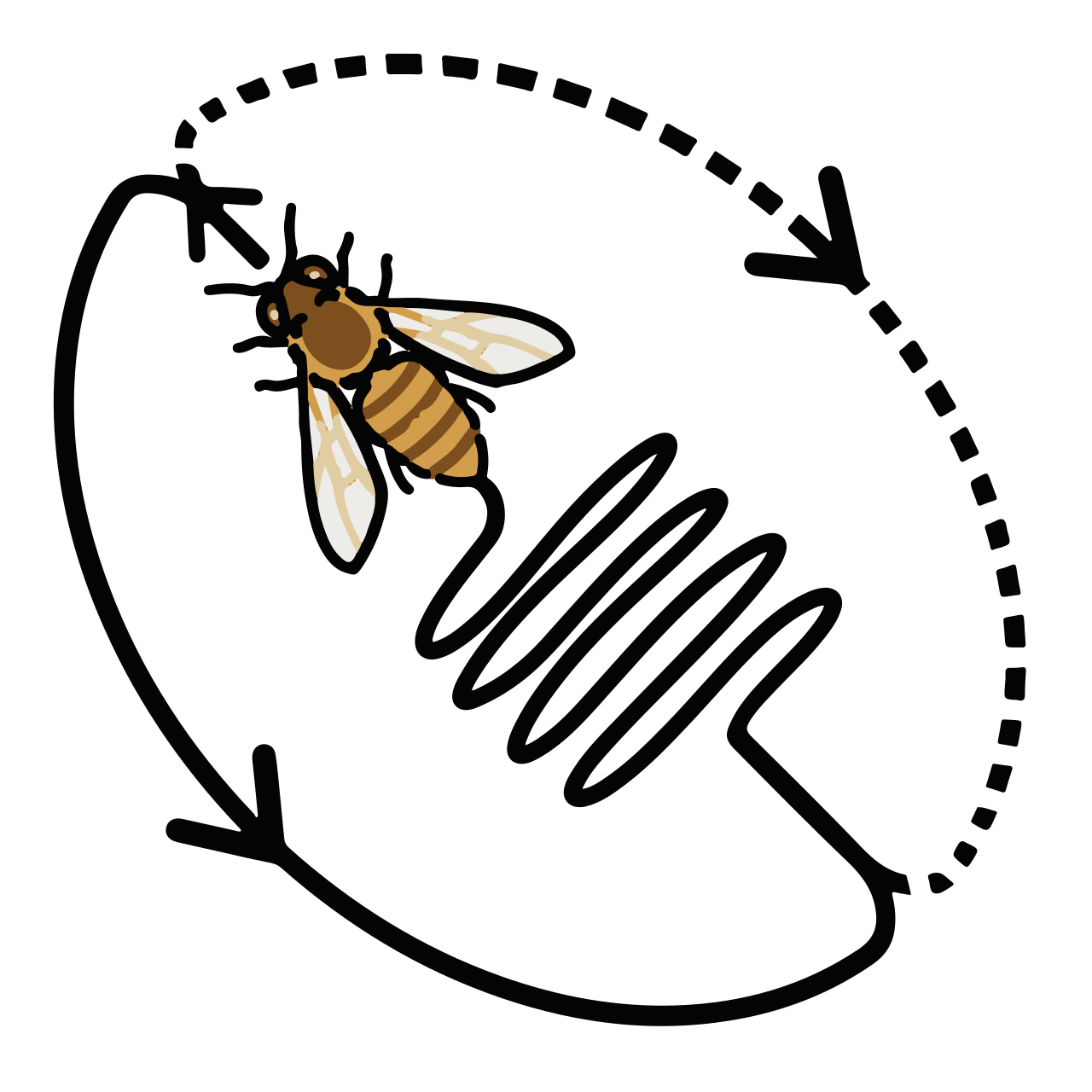 The geometry of the waggle dance — with the central waggle run (the abdomen-shaking run) in the middle, the bee loops alternately left and right to form a figure eight.