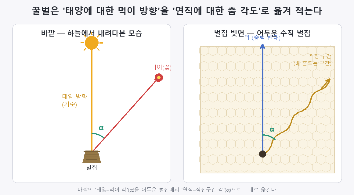 The direction-encoding rule — the angle the waggle run tilts from straight up (against gravity) equals the angle the food lies from the sun's azimuth.