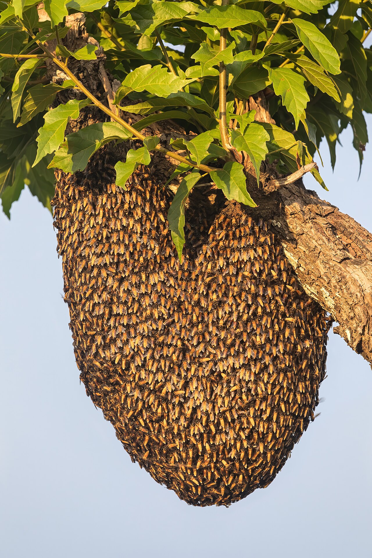 Giant honey bees (Apis dorsata) on a single exposed comb hanging from a tree branch. The wider a species' foraging range, the shallower the slope of its distance dialect.