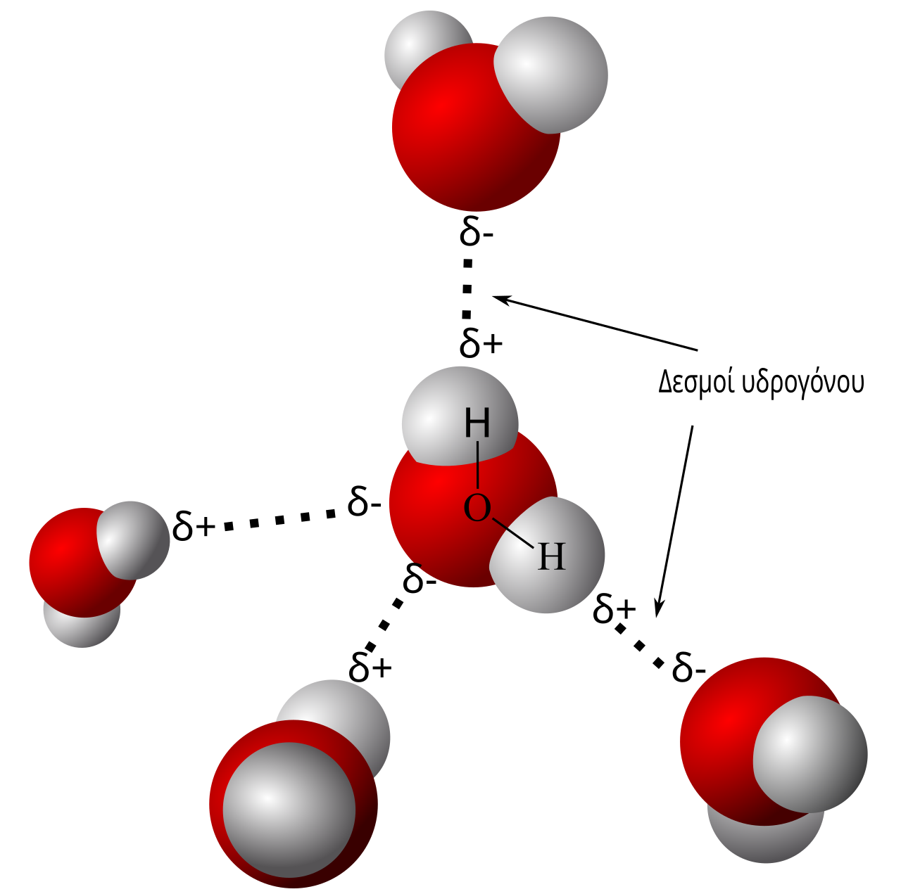 A water molecule (red = oxygen, white = hydrogen) forms hydrogen bonds (dotted lines) with its neighbors. A single molecule can take part in up to four hydrogen bonds.