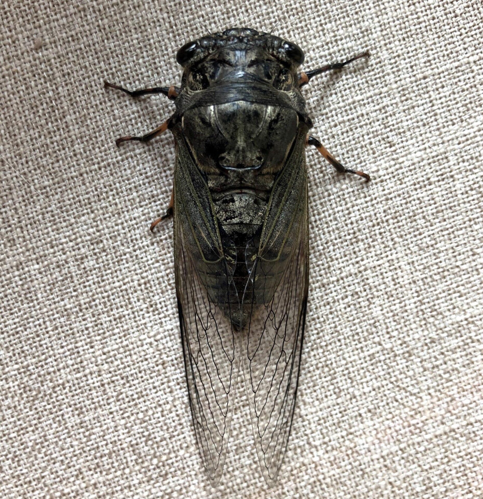 Top view of an adult black cicada