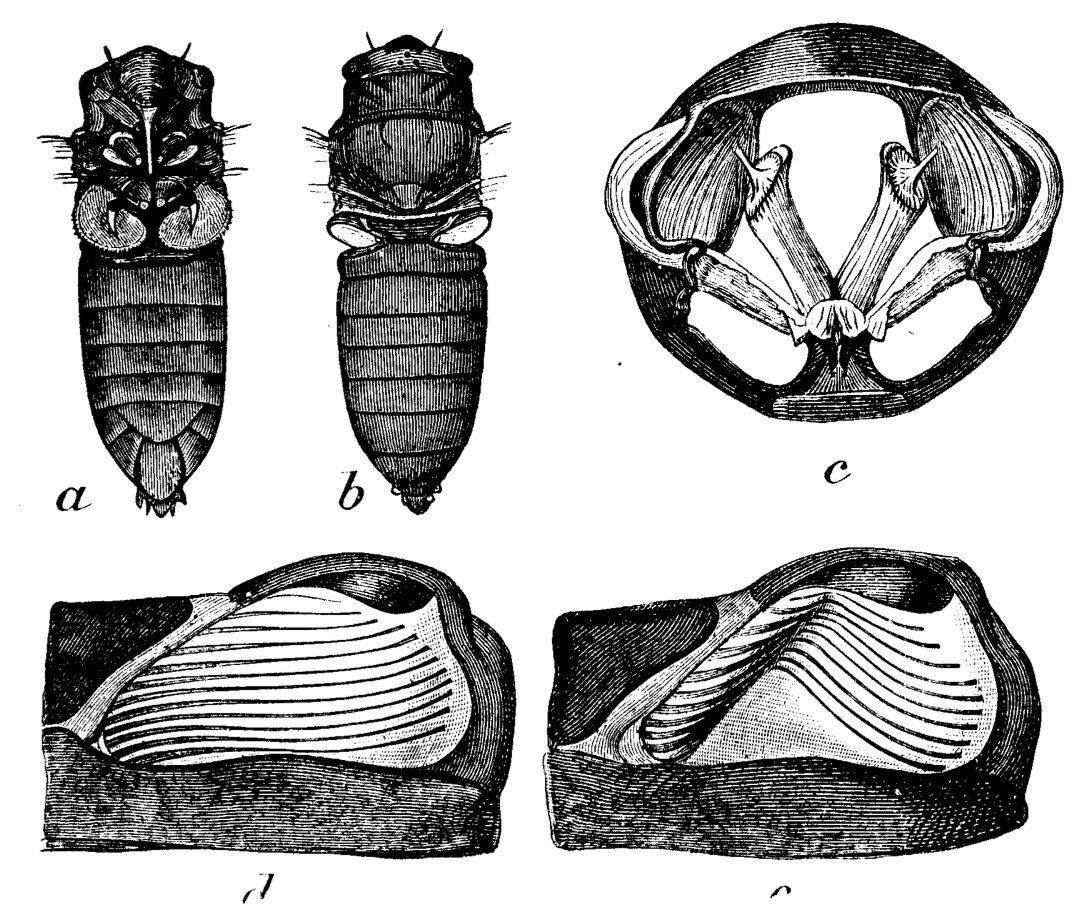 Old anatomical plate of a male cicada's tymbal and muscles