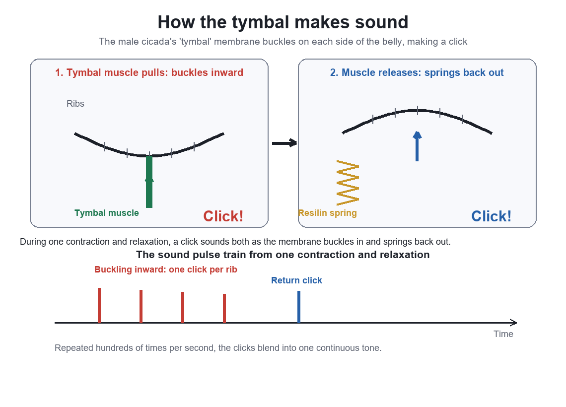 Diagram of how the tymbal muscle buckles the sound membrane to make sound