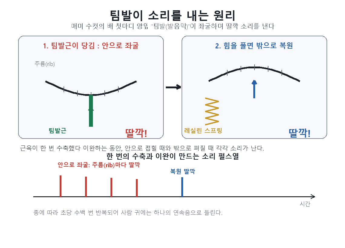 Diagram of how the tymbal muscle buckles the sound membrane to make sound