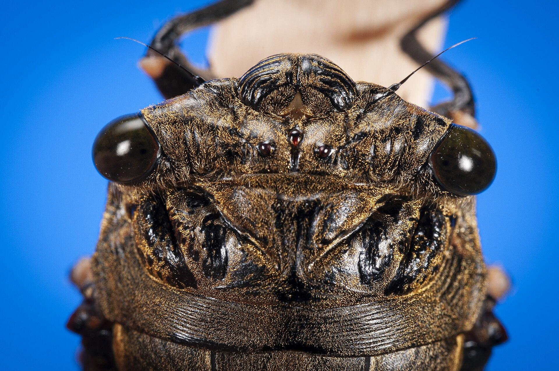 Extreme close-up of a cicada's face and large compound eyes