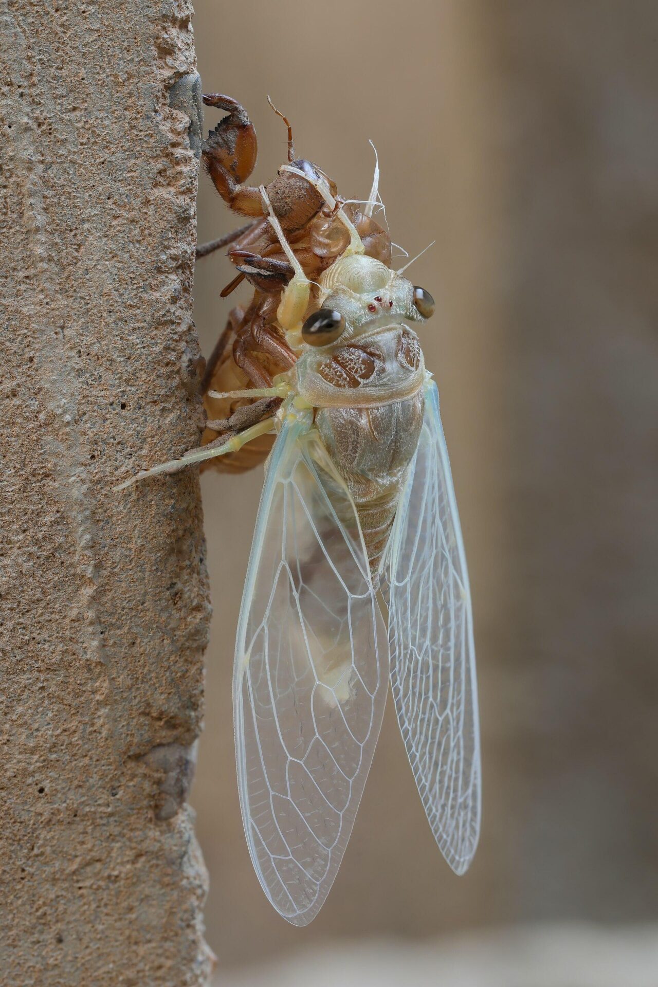A freshly molted soft cicada beside its shed shell