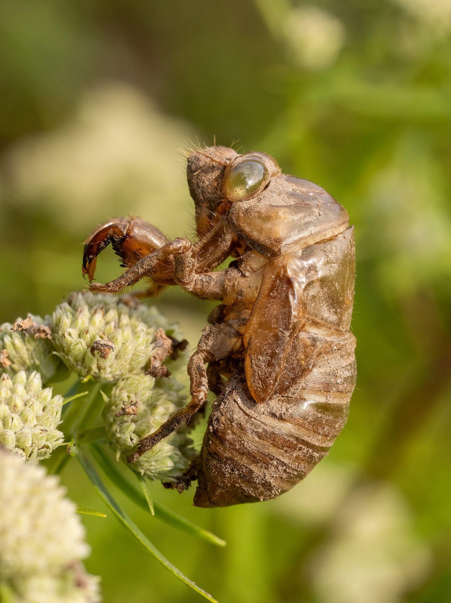 An empty cicada shell hanging on a flower