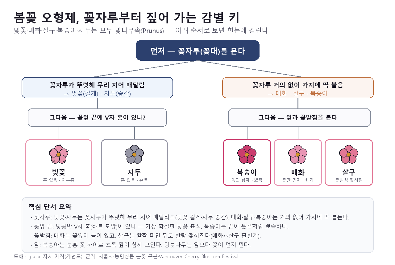 A dichotomous key diagram for telling apart cherry, Japanese apricot, apricot, peach, and plum starting from the flower stalk