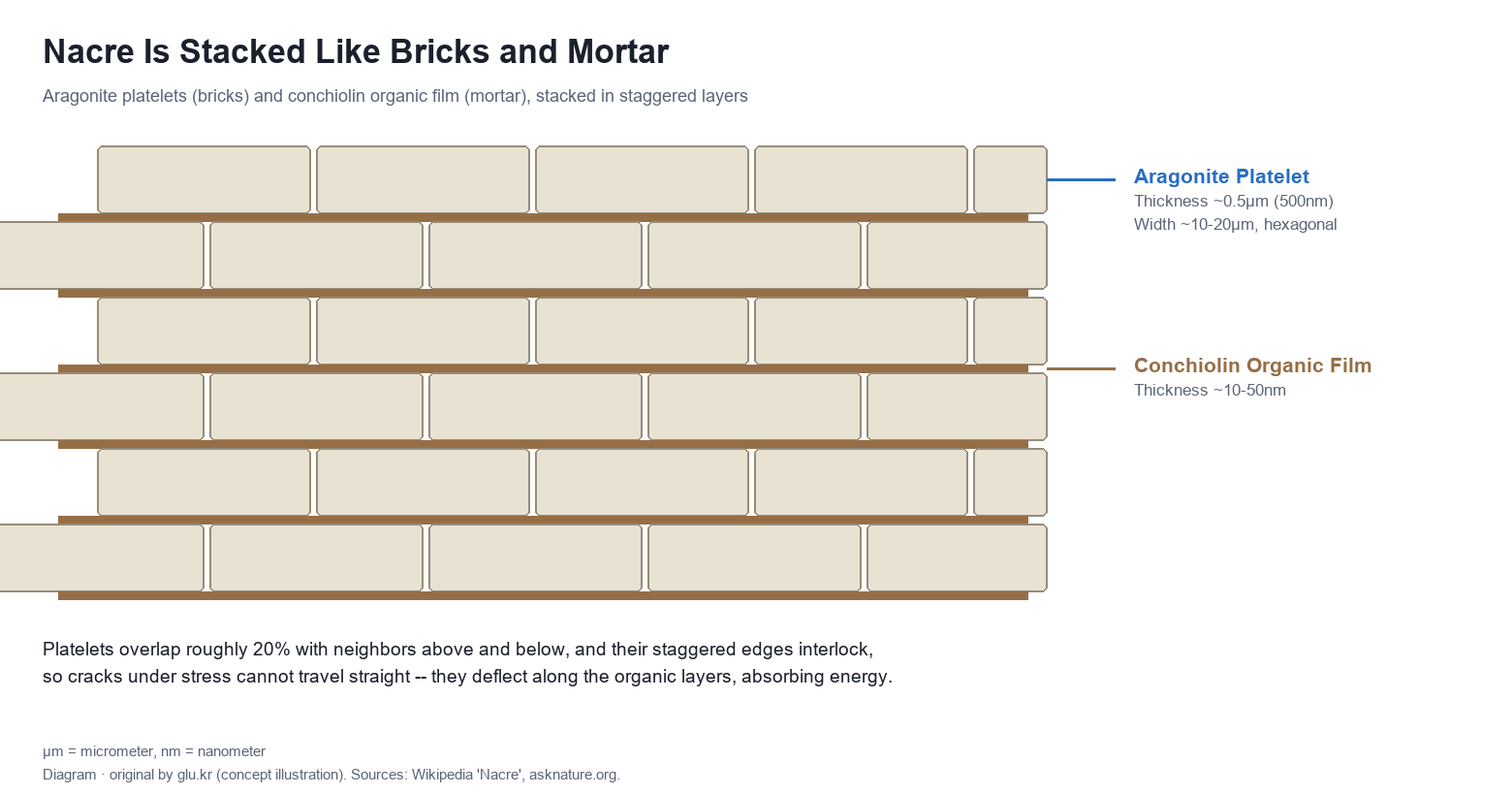 Cross-section diagram of nacre showing aragonite platelets and conchiolin organic film stacked like bricks and mortar