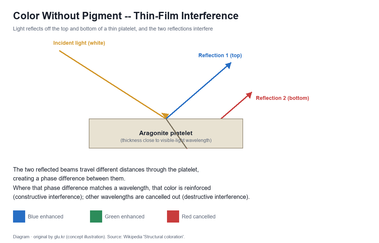 Diagram of thin-film interference: light reflecting off the top and bottom of a platelet