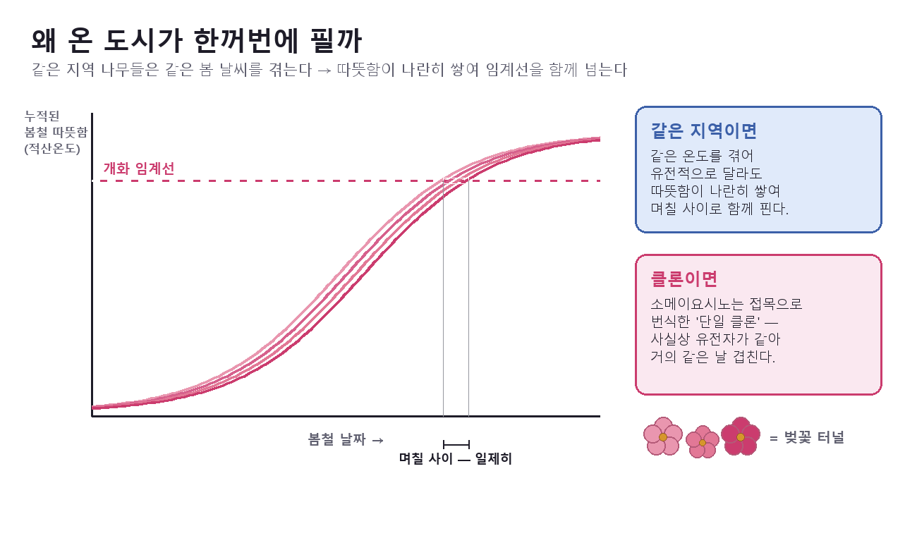 Diagram of how cherry trees in one area cross the accumulated-temperature threshold together and bloom simultaneously