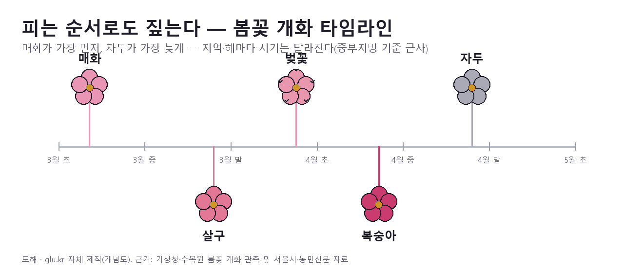 A timeline diagram of the blooming order of Japanese apricot, apricot, cherry, peach, and plum