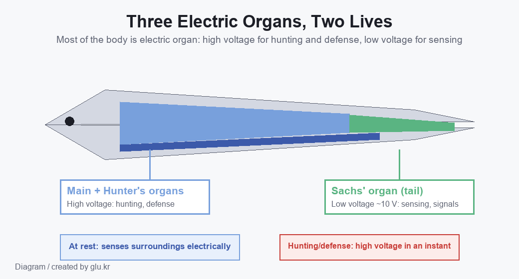 A diagram of an electric eel side profile with the main organ, Hunter organ, and Sachs organ marked in different colors